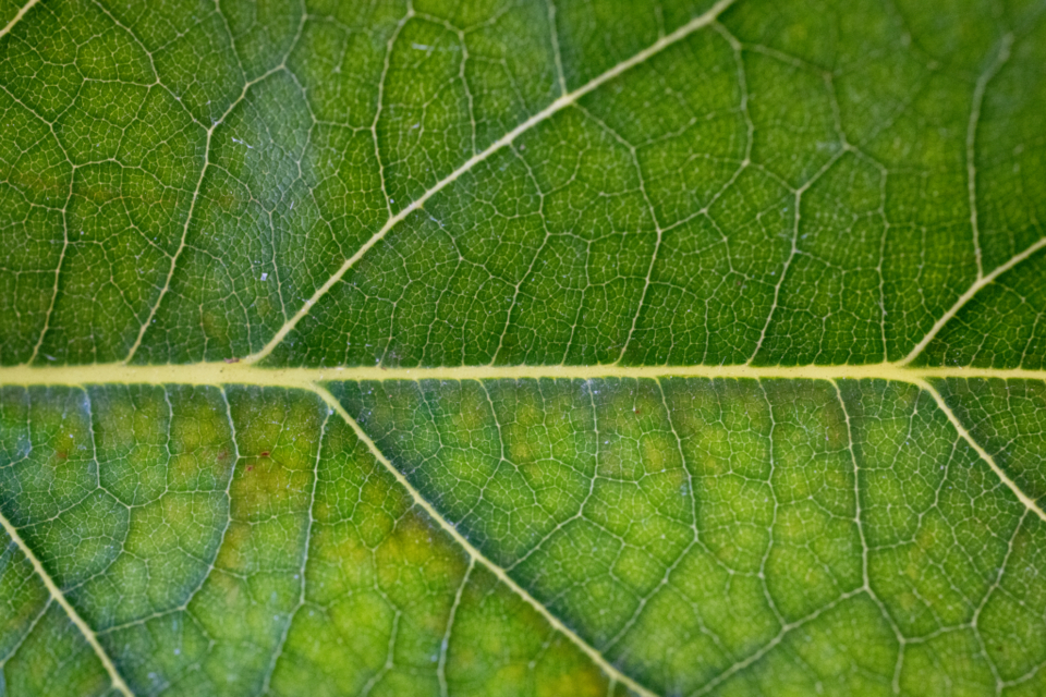 Dettaglio macro delle nervature di una foglia verde